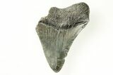 Fossil Megalodon Tooth - South Carolina #171099-1